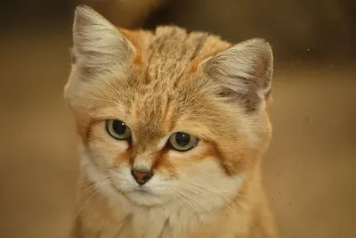 Барханный кот, или песчаный кот, или барханная кошка — хищник