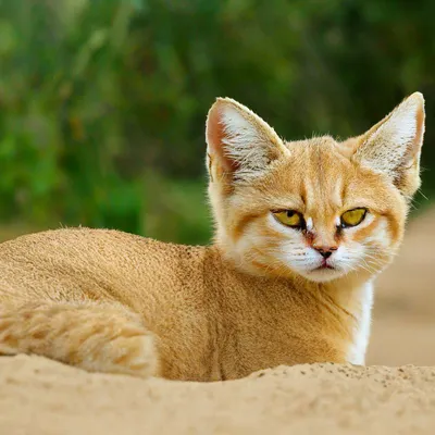 Песчаный кот - машейр и амулет, …» — создано в Шедевруме