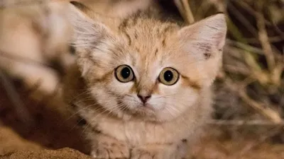Барханный, или песчаный, кот (Felis margarita harrisoni)