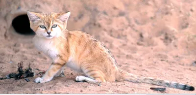 Милый персидский кот вышел самостоятельно в песок Стоковое Изображение -  изображение насчитывающей красивейшее, млекопитающее: 108914167