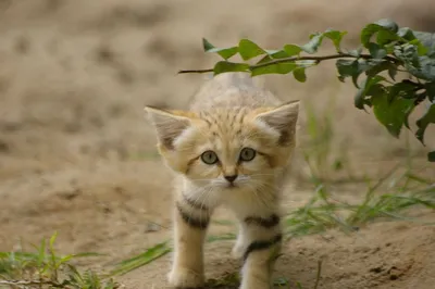Песчаный кот, или барханная кошка