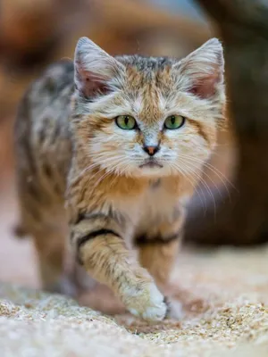 Посмотрите на фотографии редчайшего барханного кота