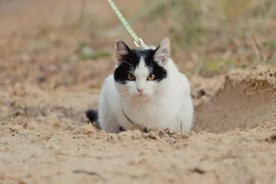 Planet Zoo — Песчаный кот - новый вид / Существа и монстры / Персонажи и  игроки