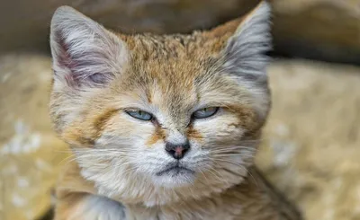 Песчаный кот или барханная кошка: среда обитания и можно ли держать дома |  kotodom.ru
