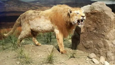 15 тысяч лет назад. Пещерный лев задрал пещерного медведя и утащил в  Медвежью пещеру в Румынии. | Cat in heat, Prehistoric animals, Lion prey