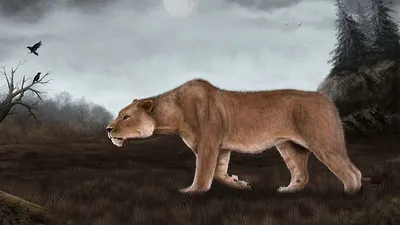 Пещерный лев: кошмарил быков и медведей тысячелетиями