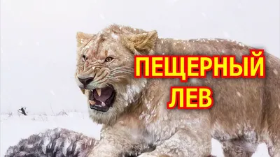 SABER-TOOTHED TIGER VS AMERICAN LION: Who is stronger? Interesting facts  about prehistoric animals - YouTube