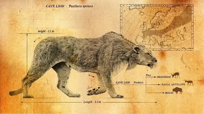 Уральские учёные изучат пещеру, где нашли гигантский череп пещерного льва |  Большая Азия