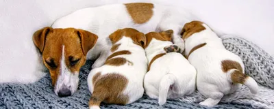 Лечение ложной щенности у собак: практика применения препарата Антилакт