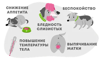 Причины выделений у собак: из петли, гнойные и коричневые выделения
