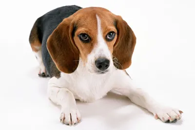 Особенности полового развития и размножение собак | Ветеринария | статьи о  домашних животных | Дзен