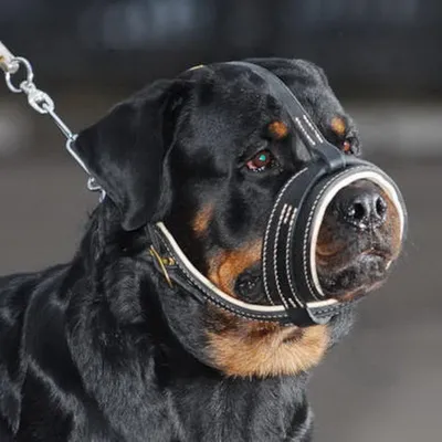 🐾 Купить Rurri Игрушка для собак Петля веревочная, 37 см 4680368316751,  цена 499 ₽ в магазине или с доставкой на дом в городе Москва | Fraulen
