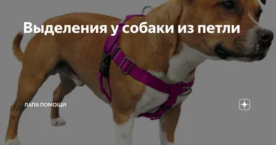 Шнур петля пластиковый гибкий Groom-X Tub Restraint для собак на присоске в  ванну (1 шт) купить в интернет-магазине по цене от 1 691 ₽, доставка по  Москве