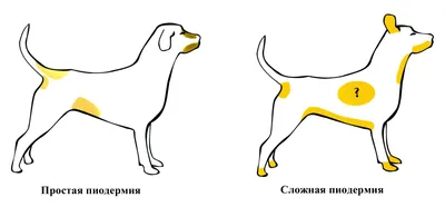 Пиодерма у собаки (67 фото) - картинки sobakovod.club
