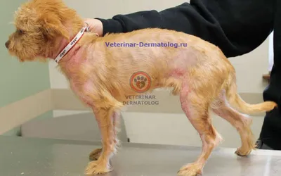 Пиотравматический дерматит | Ветеринарная клиника доктора Шубина
