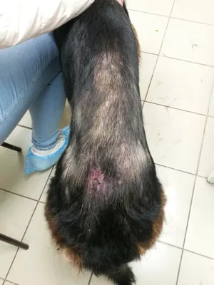 Клинический случай (пиодермия у собак)