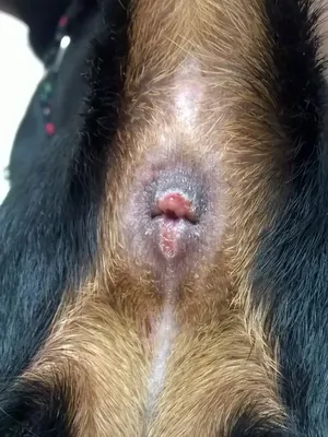 Пиодермия у собак - симптомы, лечение