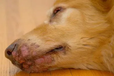 Пиодермия каллюса локтя в Twoyearold собаку. Несмотря на то, что собака  была мягкие постельное белье они решили провести время на Стоковое Фото -  изображение насчитывающей отказ, собач: 200892688