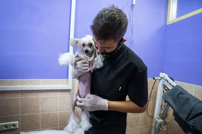 Ветспециалисты сообщили о сложностях лечения пиодермии у собак |  Ветеринария и жизнь