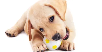 Собака чешется, но блох нет – причины, чем лечить // Сеть Ветклиник Био-Вет  | Animals, Dogs, Corgi