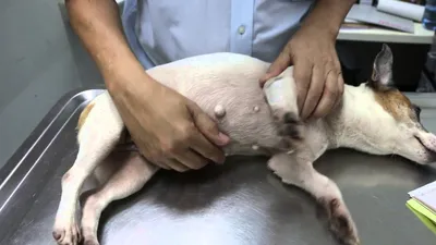 Удаление пиометры у собаки - Ветеринарная хирургия