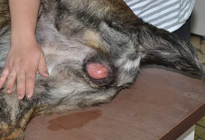 Новости: Экстренная хирургическая операция спасла собаку