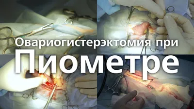 Пиометра у собак и кошек | Цена за операцию в Москве | Клиника «ТИМ»
