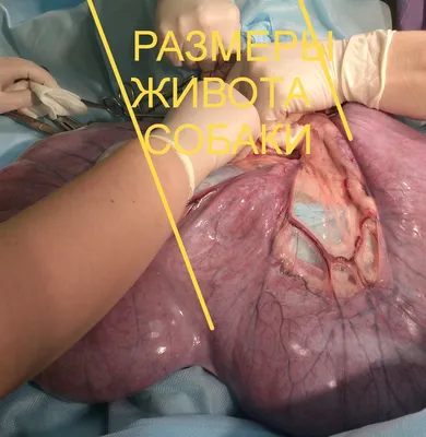 Ветеринар в Батуми - Наталия Стеценко - Пиометра- коварное заболевание,  вызванное воспалительным процессом в матке и накоплением в ее полостях  гноя🦠 Отдельно нужно выделить миксометру, когда наполнение матки  происходит за счёт слизи ,