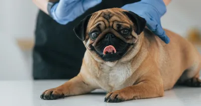 Пиометра у собак: симптомы воспаления матки, лечение, причины