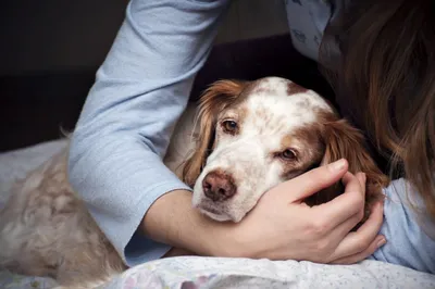 Выпадение матки у собаки: симптомы, причины, лечение