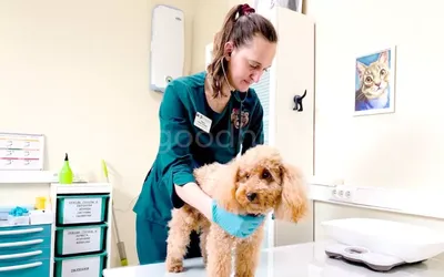 Воспаление желез у собаки: симптомы и рекомендации