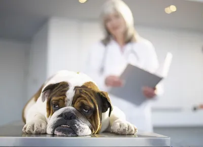 Мастит у собаки: симптомы, способы диагностики и лечение | Домашние  животные. Ветеринария | Дзен