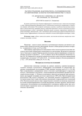 Пиометра у собак и кошек: причины, симптомы, диагностика, лечение