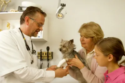 Пиометра (воспаление матки) у кошек: симптомы, причины, способы лечения,  препараты и профилактика заболевания