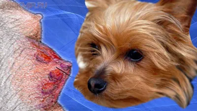 Пиометра у собак: причины, признаки и методы лечения | Лапа помощи | Дзен