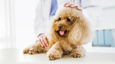 Лечение и диагностика полидипсии у кошек и собак