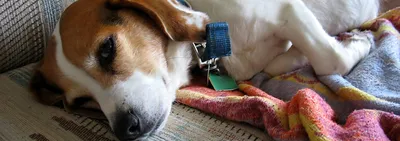 Наш блог :: Эпилепсия у собак - симптомы и лечение - Ветеринарная клиника  ТерраВЕТ - Балашиха - Круглосуточно