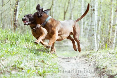 Гастроэнтерит у собак: диагностика, симптомы и лечение | Royal Canin UA