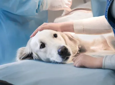 Пиометра у собак | Симптомы | Лечение | Профилактика. - YouTube