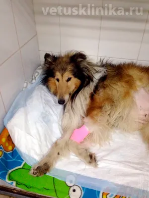 Запор у собаки: симптомы и лечение - «Айболит Плюс» - сеть ветеринарных  клиник