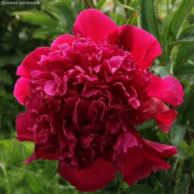 Белые Двойные Цветки Paeonia Lactiflora Цветущее Растение Пиона В Летнем  Саду — стоковые фотографии и другие картинки Без людей - iStock