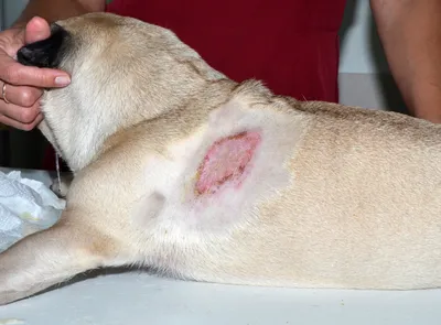 Пиотравматический дерматит у собак фото фотографии