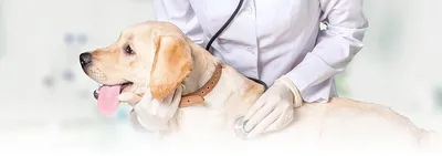 Чем лечить дерматит у собак — Основные симптомы, профилактика
