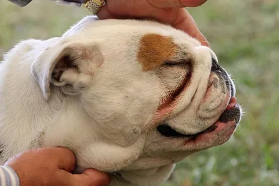 Мокнущий дерматит у собак: как распознать и что делать | Hill's