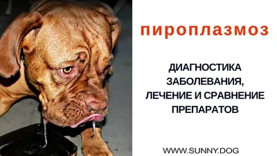 Пироплазмоз у собак: признаки, симптомы и лечение бабезиоза - Официальный  сайт сети ветклиник АМВет в Москве - Ветеринарный центр