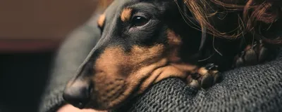 Пироплазмоз у собак, симптомы, помощь - Зоомедик