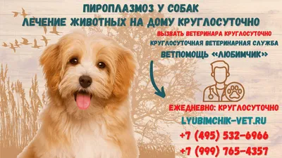 Профилактика пироплазмоза защитит собаку от болезни / Новости города / Сайт  Москвы