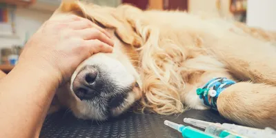 Пироплазмоз у собак: причины, симптомы, лечение, профилактика в домашних  условиях