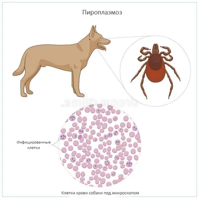 Пироплазмоз у собак - лечение и симптомы | Схема лечения бабезиоза у собак