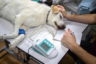 🕷Пироплазмоз у собак, чем он опасен и как его лечить - круглосуточная  ветеринарная клиника «Doctor Vet» в Ленинском районе Саратова